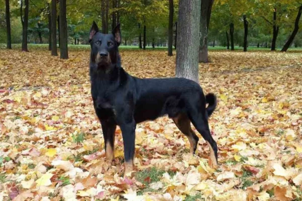 Beauceron