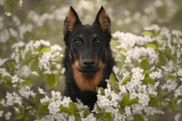 Beauceron