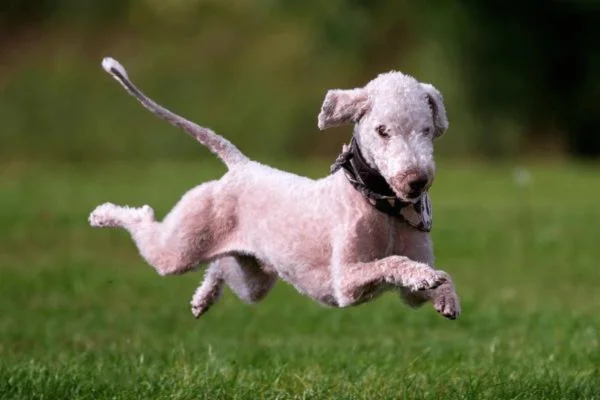 Bedlington Terrier