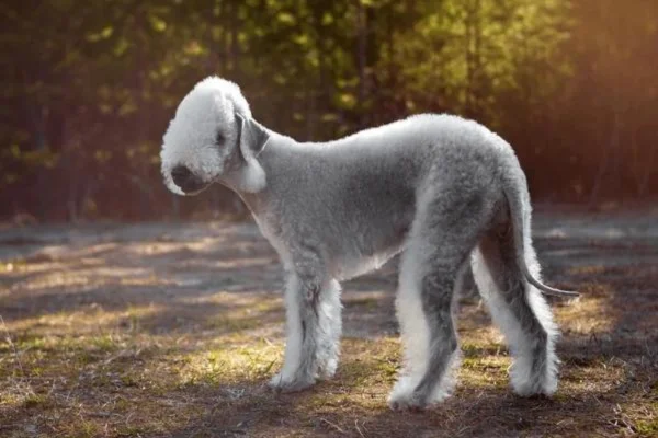 Bedlington Terrier