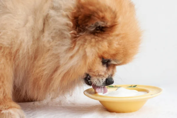 Can dogs eat yogurt?