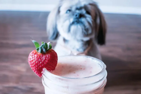 Cachorro pode comer iogurte?