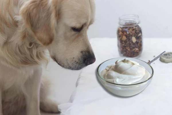 I cani possono mangiare lo yogurt?