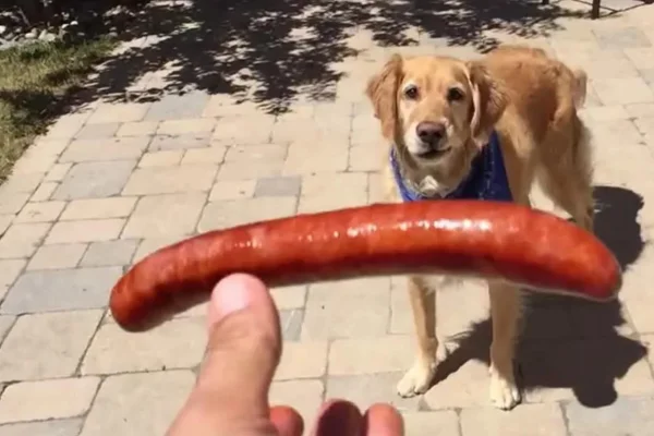 Can dogs eat sausages?