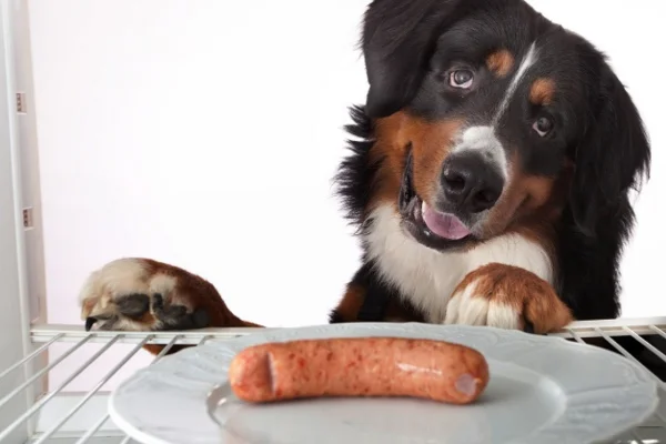 ¿Pueden comer salchichas los perros?