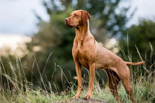 Vizsla