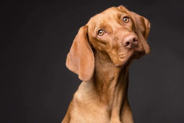 Vizsla or Hungarian short-haired puppies (2)