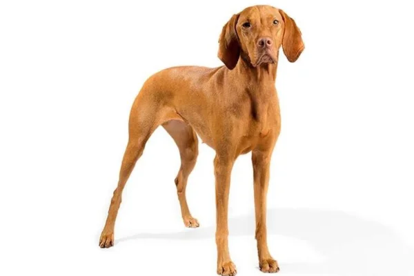 Vizsla