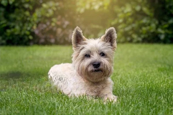 Cairn terrier