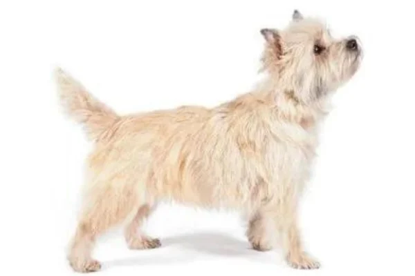 Cairn terrier