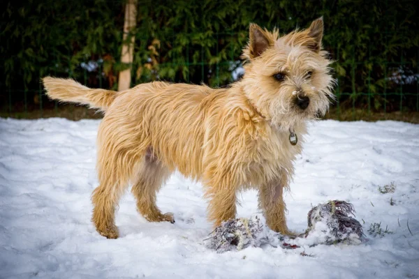 Cairn terrier