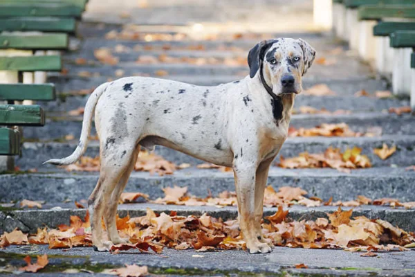 Catahoula Cur