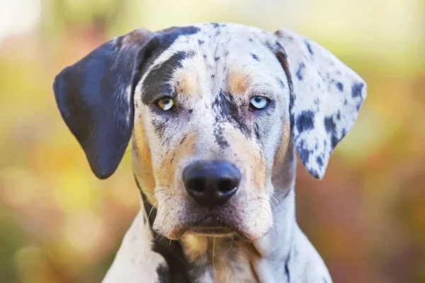 Catahoula Cur