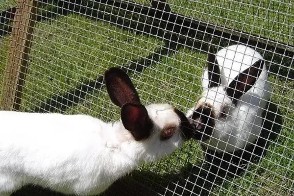 Himalayan rabbit