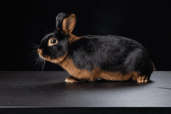 Conejo bronceado