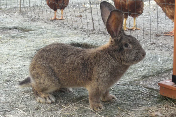 Flanders rabbit 