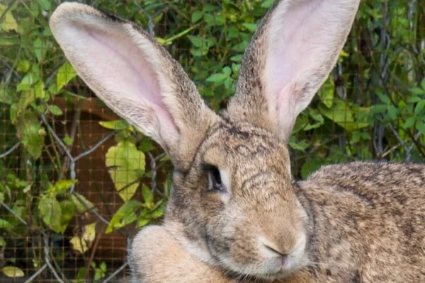 Lapin des Flandres