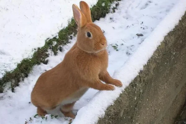 Coelhos Thrianta