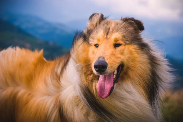 Long-haired Collie