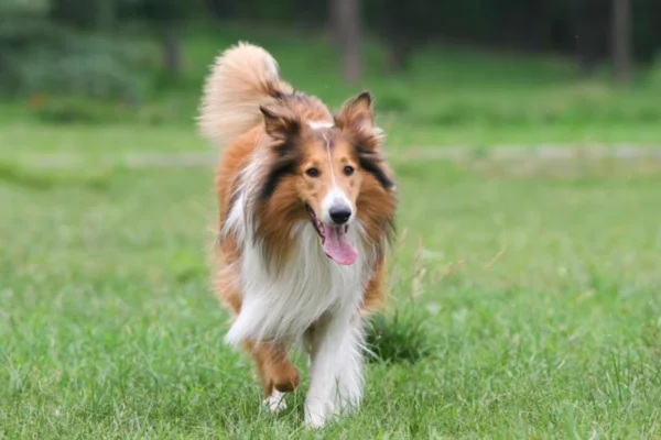 Collie de pelo longo