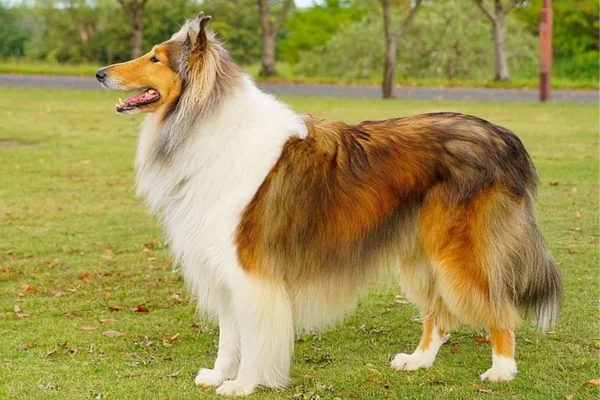 Collie de pelo longo