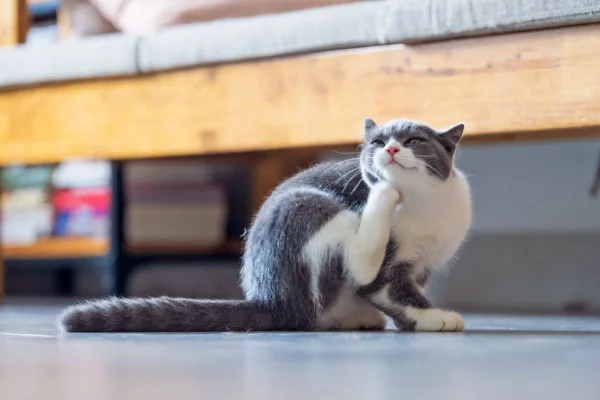 Come i gatti prendono le pulci anche senza uscire di casa