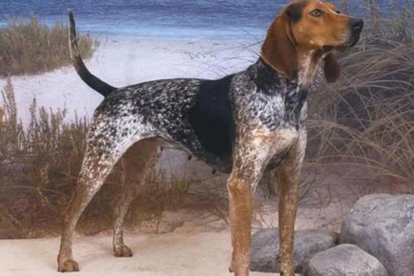 Coonhound inglês