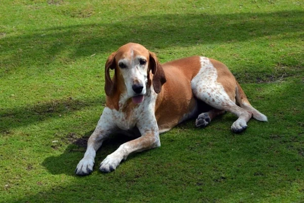 Coonhound inglês