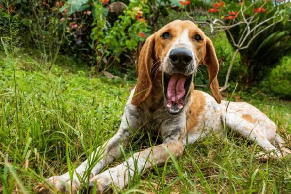 English Coonhound