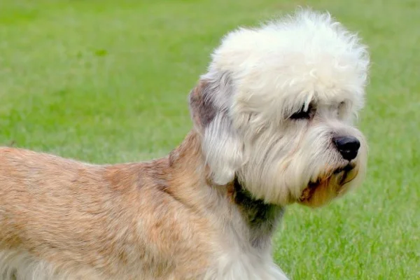 Dandie Dinmont Terrier