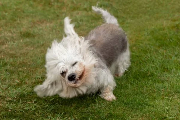 Dandie Dinmont Terrier