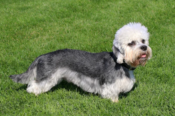 Dandie Dinmont Terrier