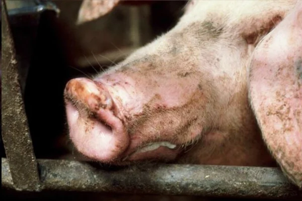 Swine Vesicular Disease (1)