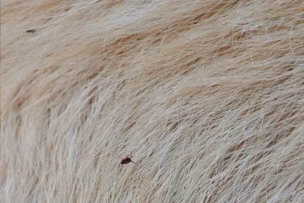 La maladie des puces chez les chats