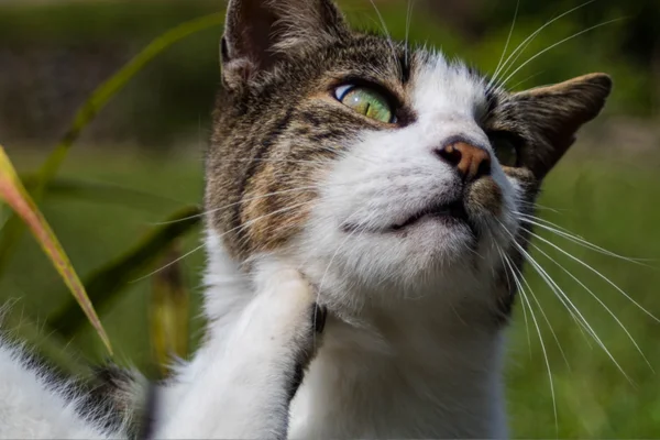 La maladie des puces chez les chats