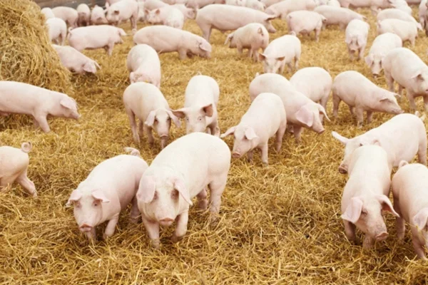 Maladie de l'œdème chez les porcs