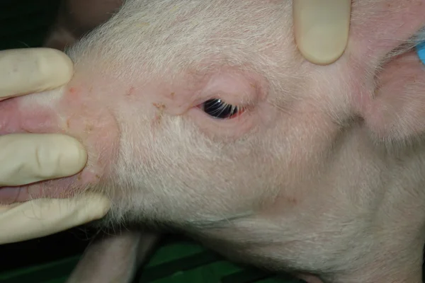 Doença do Edema em Súinos 