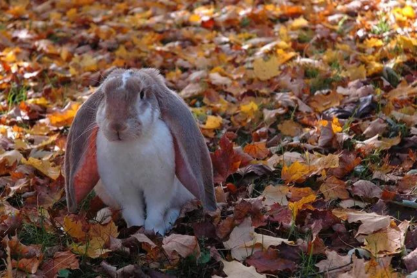 English Lop