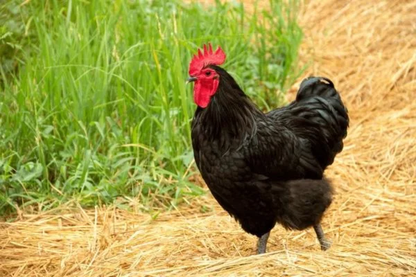 Australorp chicken