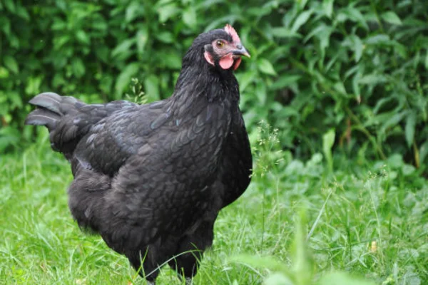 Australorp chicken