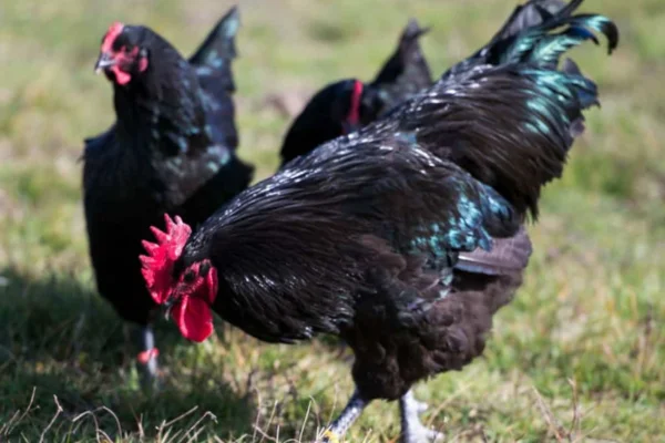 Australorp chicken