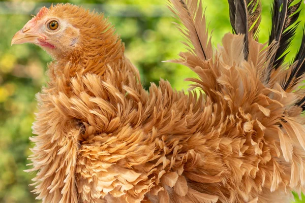 Frizzle de poulet