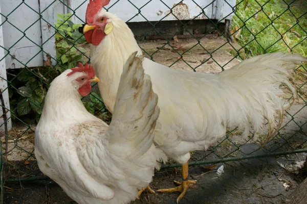 Leghorn chicken