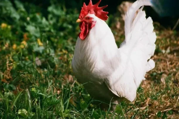 Leghorn chicken