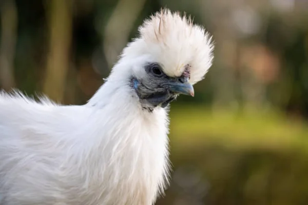 Silky chicken