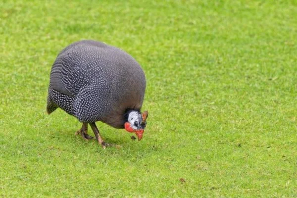 Guinea fowl