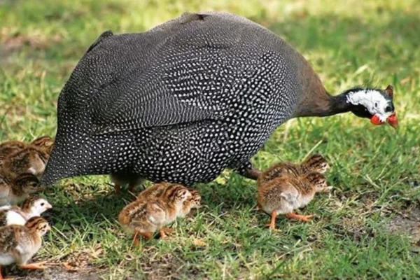 Guinea fowl