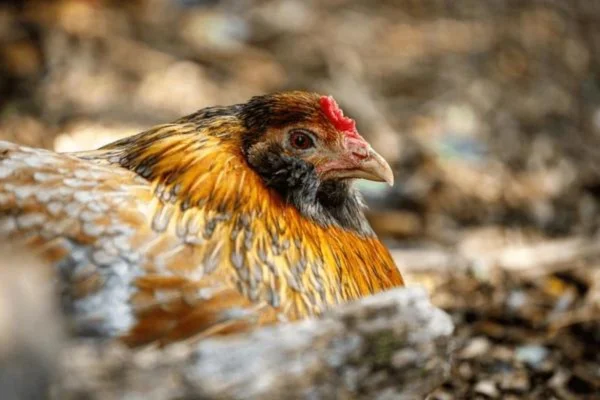 Pollos mapuches