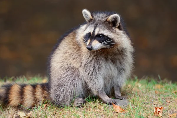 Guaxinins-Raccoons