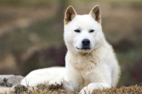 Korean Jindo